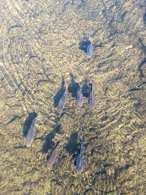 Carp swimming in the river next to our home in Tokyo