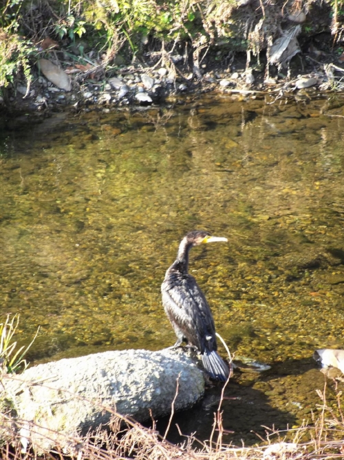 This is the moment. The moment I was struggling to take a photo of this bird with my phone (and failing) when a man came beside me and joined in admiring the beauty of God's creation. Then he spoke to me. He said something jovial, something warm and inviting. Something I didn't understand. God, use these moments to encourage me through the language learning process. I will see you again, my nature loving friend, and we will talk!