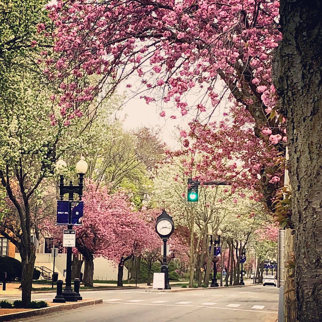 May. dogwoods 4.jpg