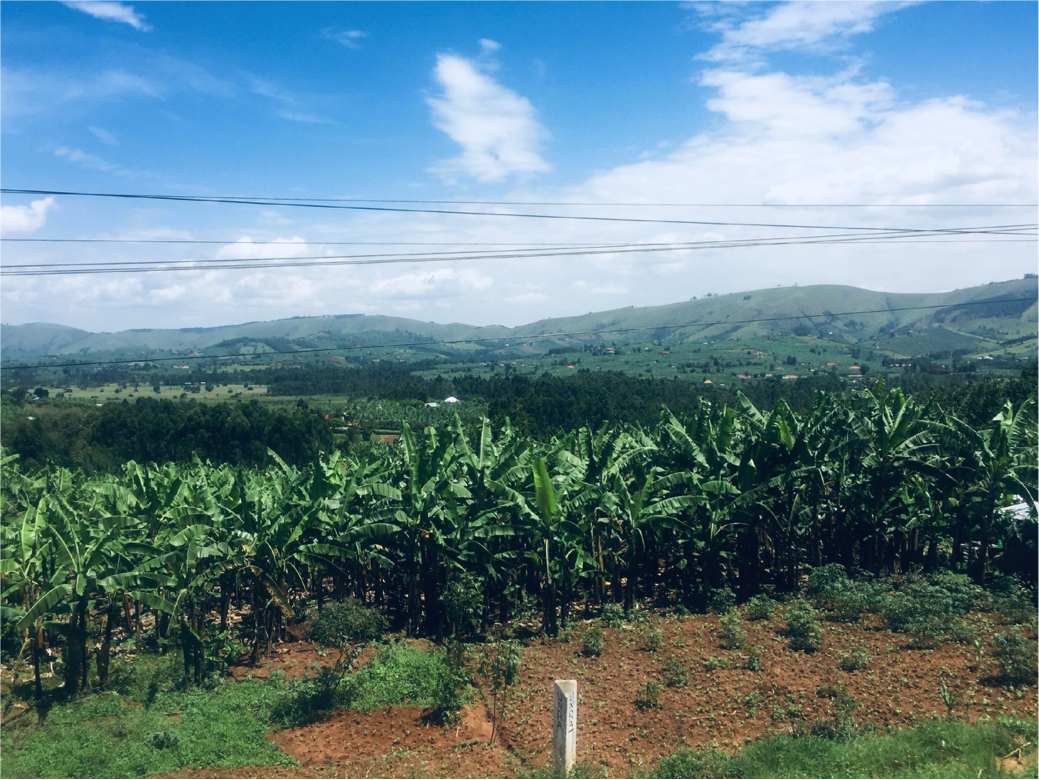 Plantain Farming in Kisoro District, Western Uganda. (Brendah Ndagire's photo)