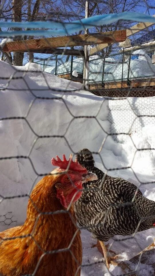 WALKING EPIPHANY in Massachusetts: neighborhood notes from Ellen Cressman