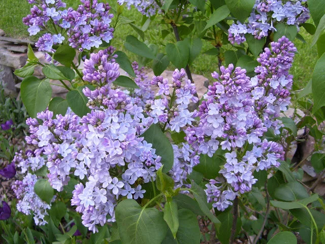 Take Up Something New: plant a flower garden (Laurel Rudd)