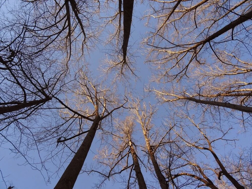 WALKING EPIPHANY on the banks of the Chattahoochee: neighborhood notes from Erin Ware