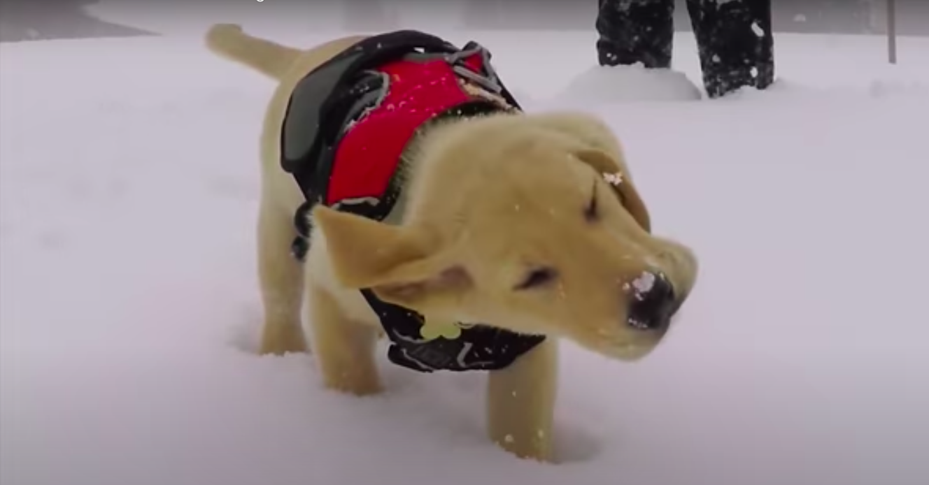 10 Adorable Animals Enjoying the Snow: Christmas Daybook, 10 