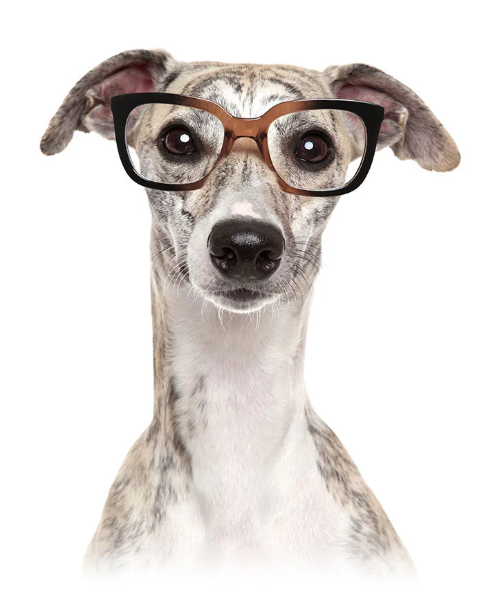 Home — Simmons Pet Food