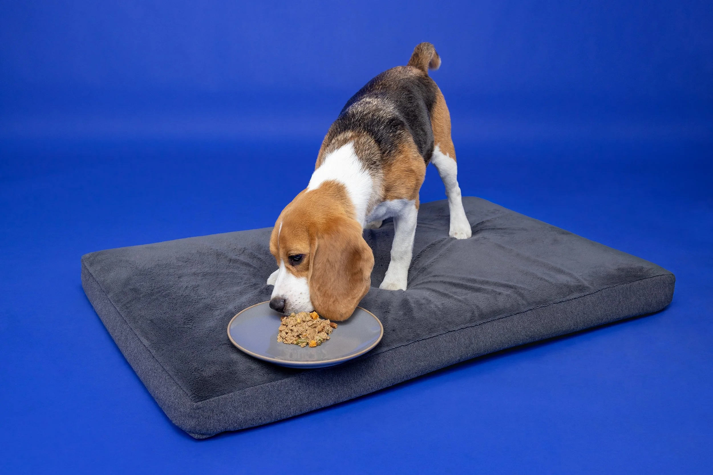 The Science of Shelf Stability:  Why Processing Matters for Quality, Safety, and Pet Food Performance