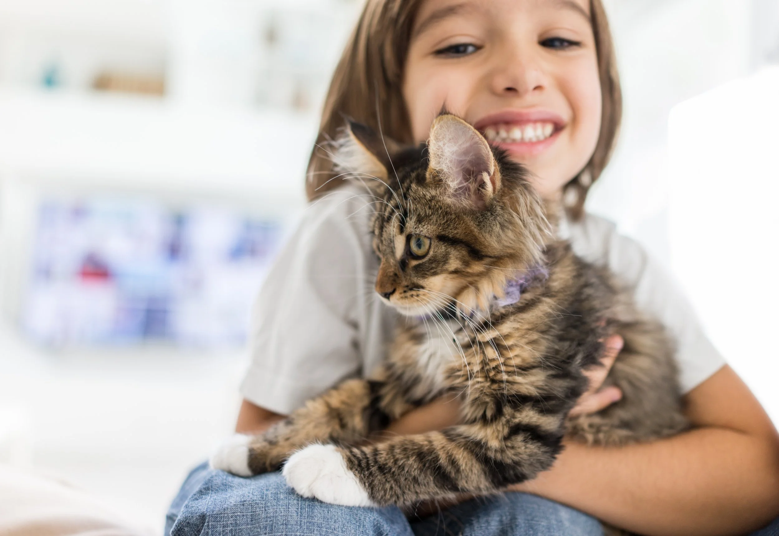 Phosphorus in Feline Nutrition: What AAFCO's New Phosphorus Recommendations Mean for Cat Food Formulation