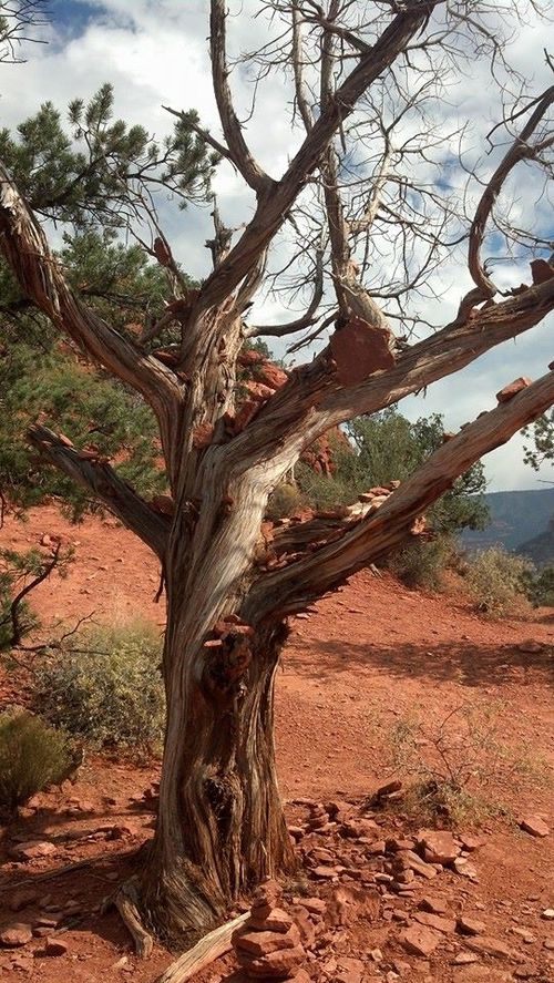 Twisted Juniper by the Vortex's. All the trees near a vortex tend to twist unnaturally