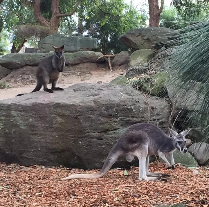 A Wallaby and Kangaroo