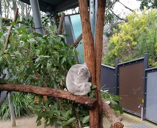 A sleeping Koala (awww)