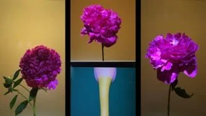 Flowers Part 3 - eteam with Jean Carla Rodea