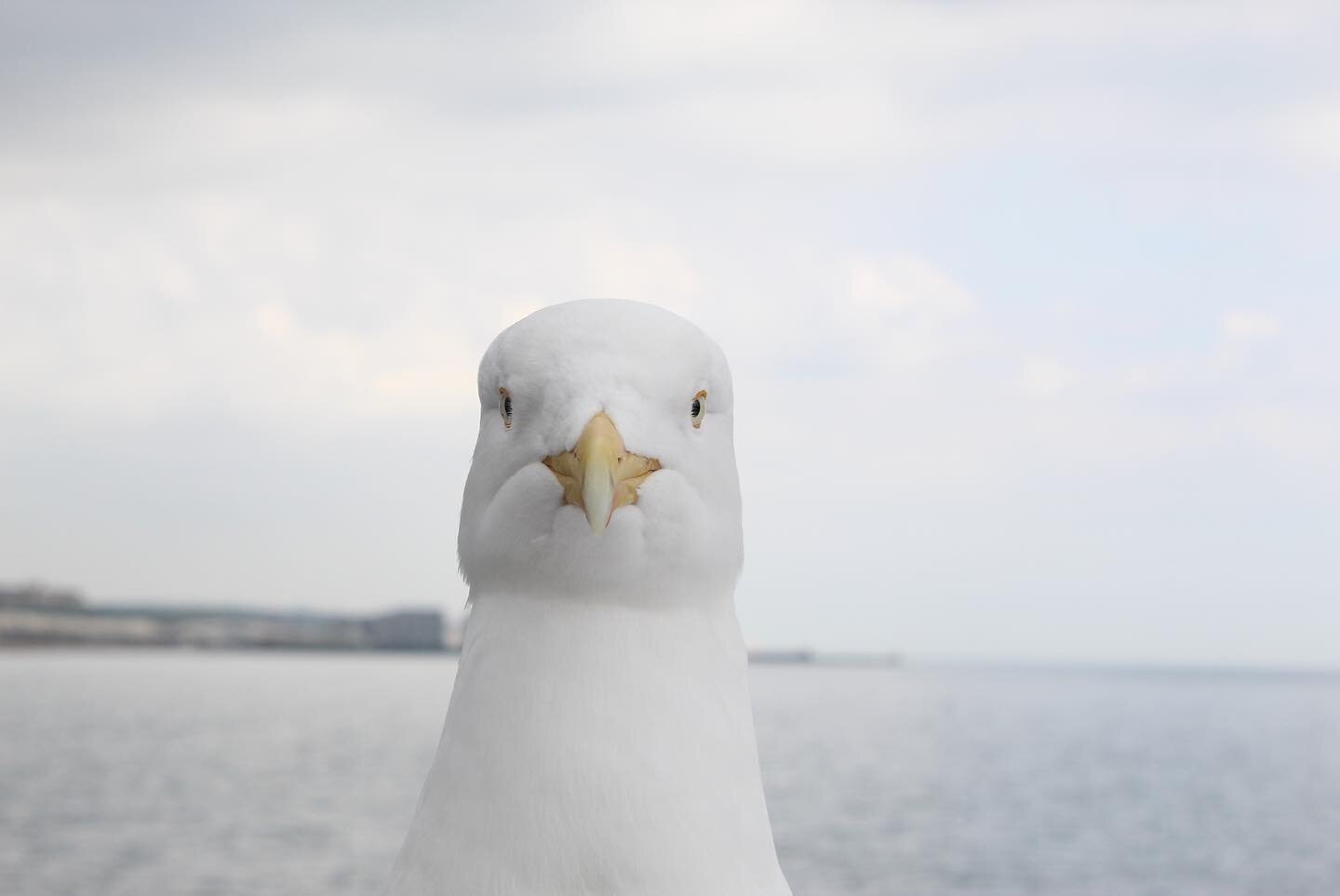 &quot;I cant get over these photos.  It was like the seagull was posing and saying &ldquo;You cant get mad with my for stealing food when I look this good.&rdquo; I feel like its puts seagulls in a positive light as they look really beautiful. I have