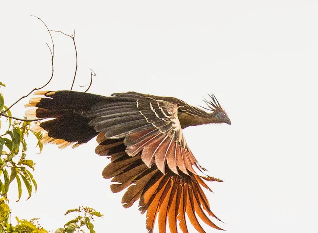 tree bird flying 130A1400-2.jpeg