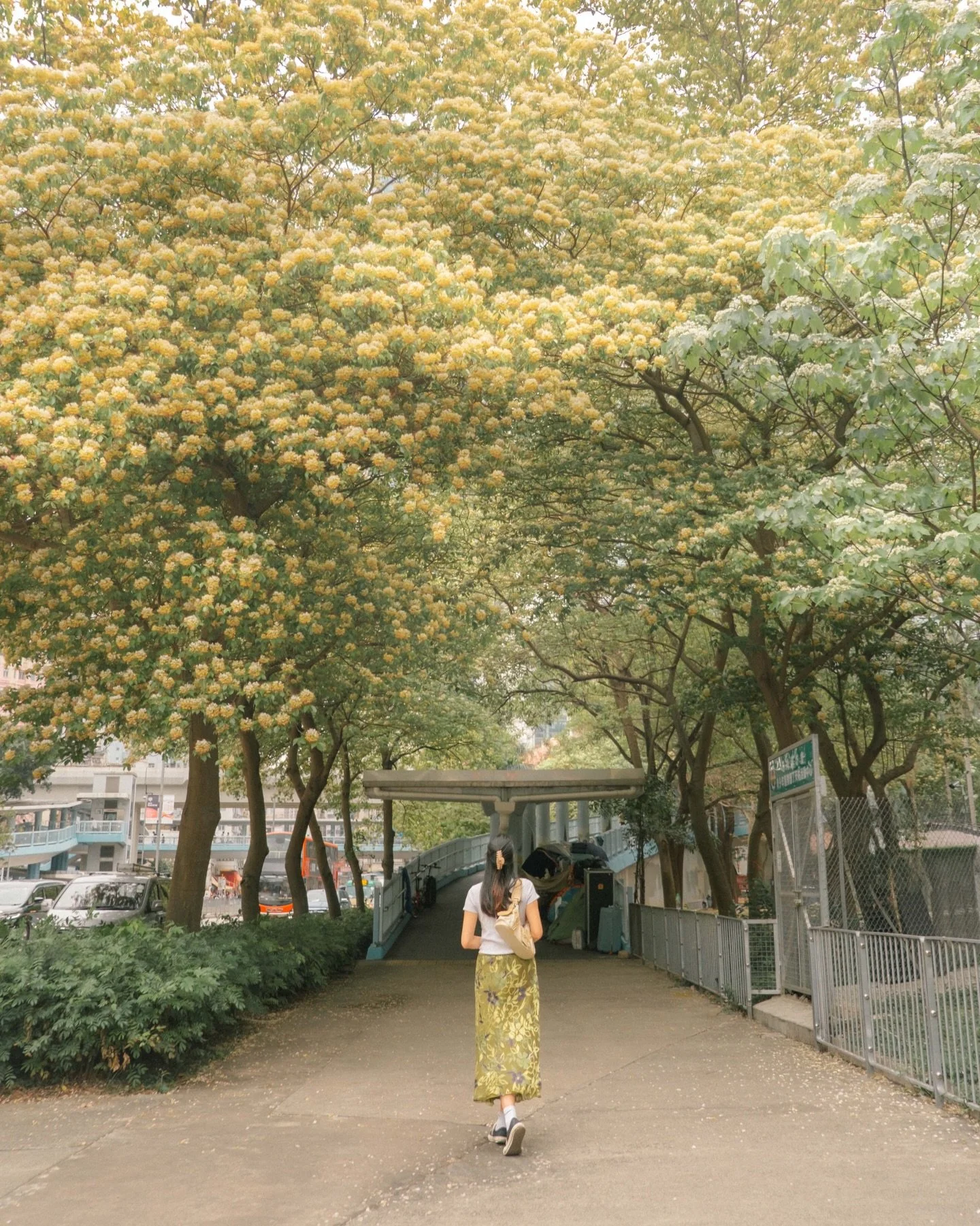 we don&rsquo;t got cherry blossoms here but we got nice spider trees 🌼