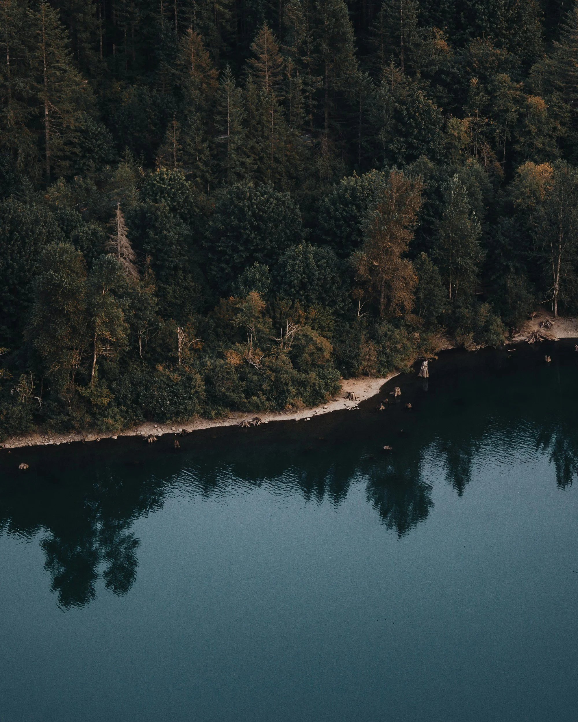 Aerial view of a forested shoreline along a calm lake, with trees reflecting on the water.