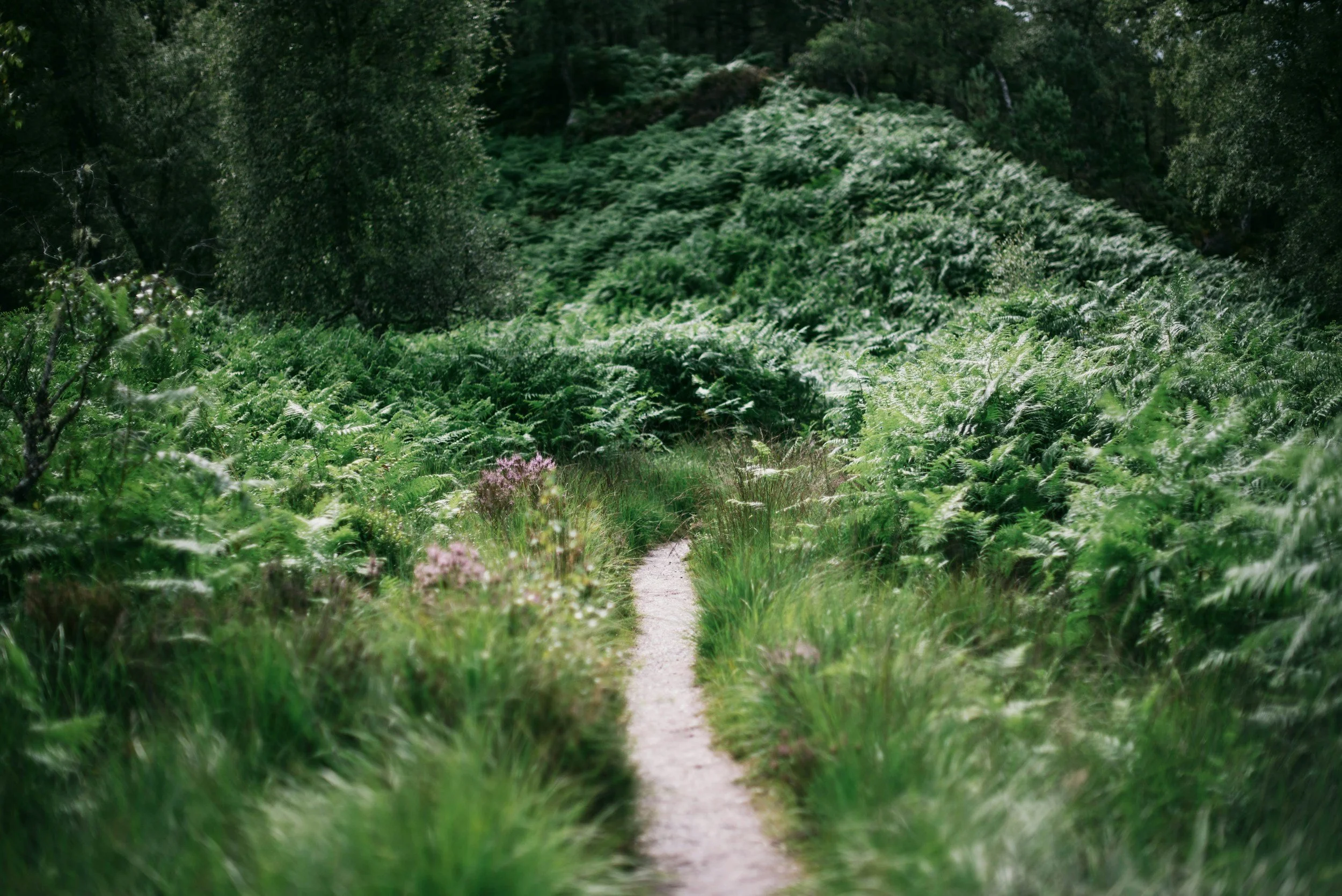 A narrow dirt trail running through lush green ferns and bushes in a forested area with tall trees in the background.