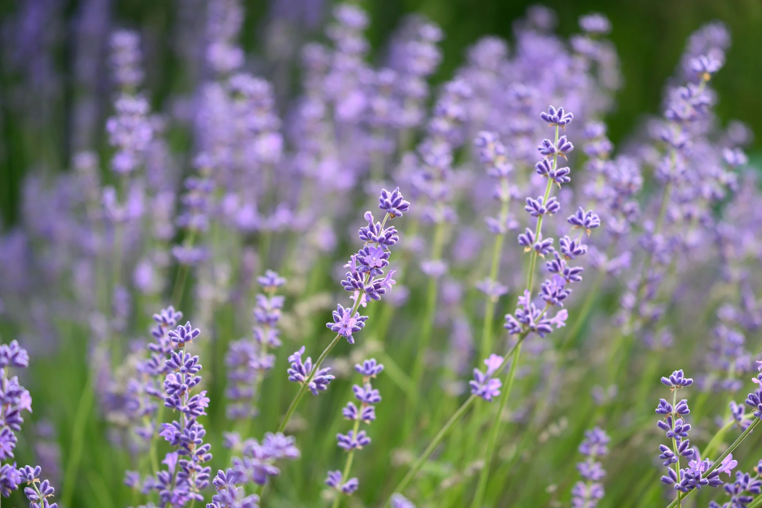 Close-up of purple lavender flowers blooming in a field with green stems and a blurred background.