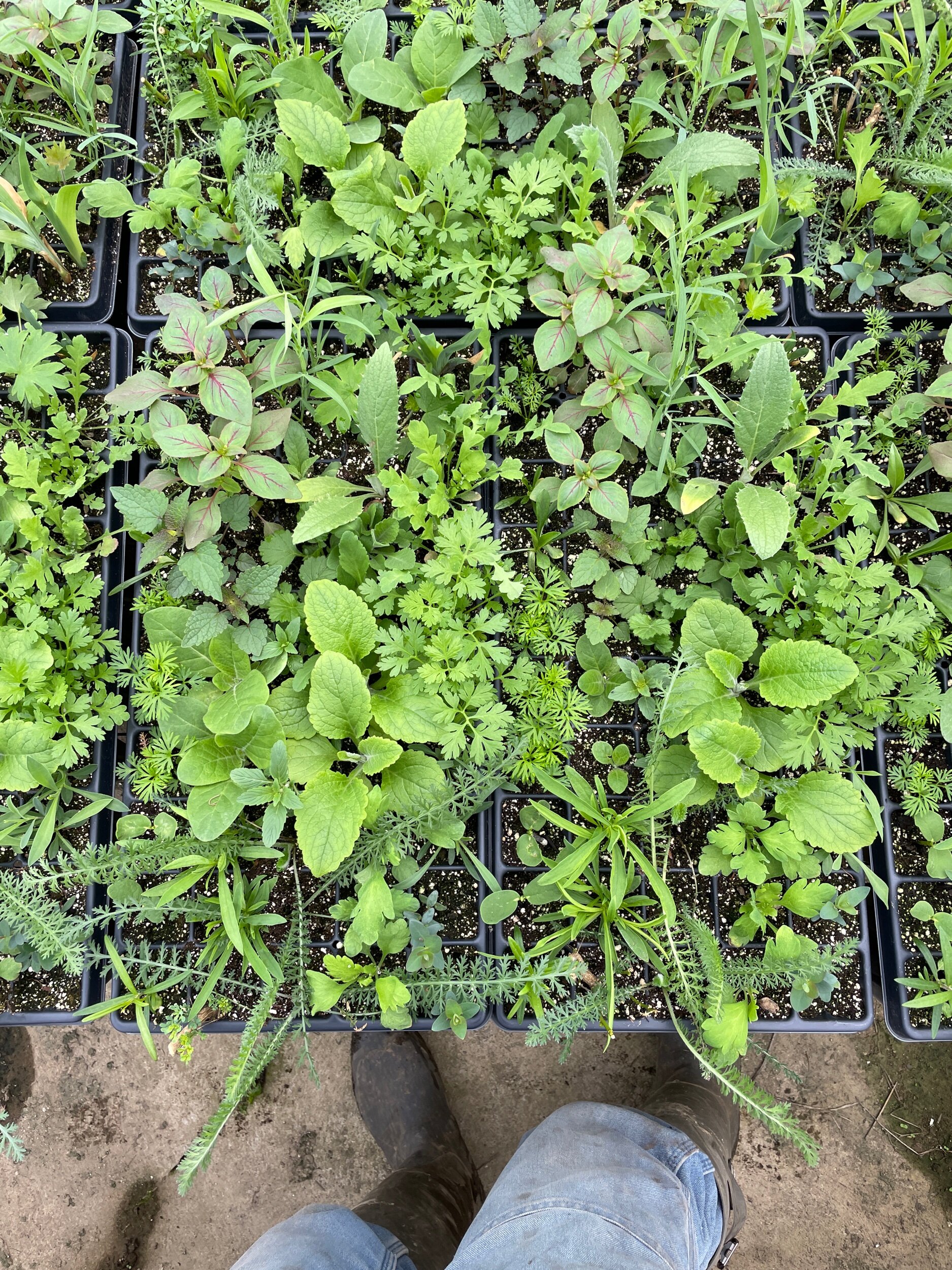 BCE19068-18E2-489D-B1C5-A7C5C4BF4D5B