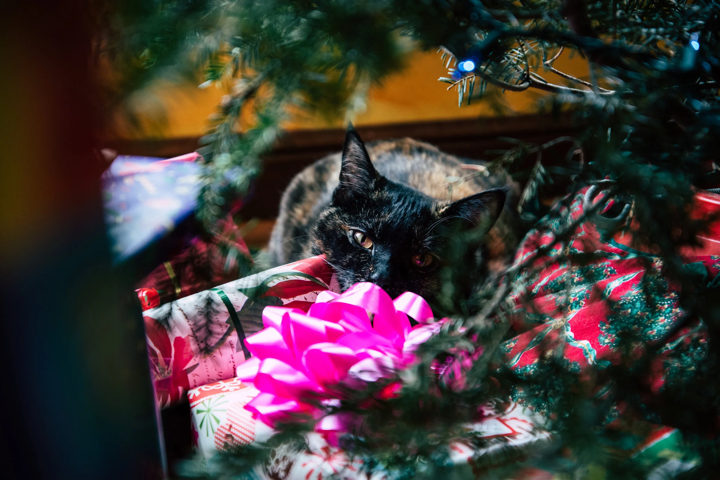 The Rare Christmas Tree Cat