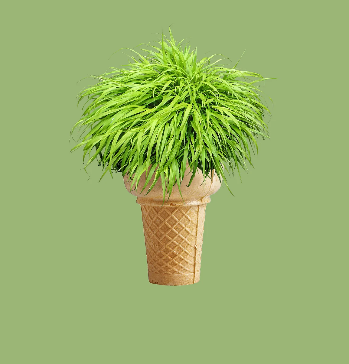 shrub cone - Copy.jpg