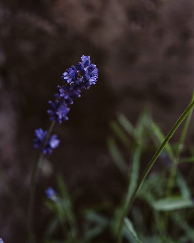 Love watching these cuties bloom. 💜