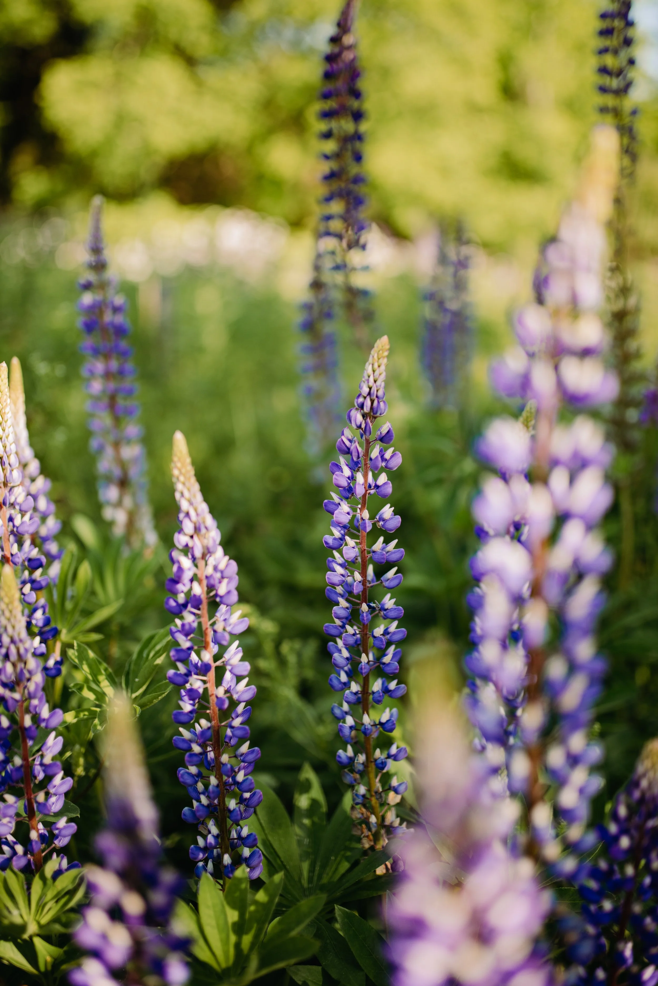 LUPINS-7.jpg