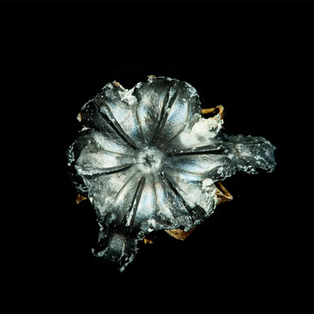 UG13 Registrations in the Feral Ground (2018-2019)