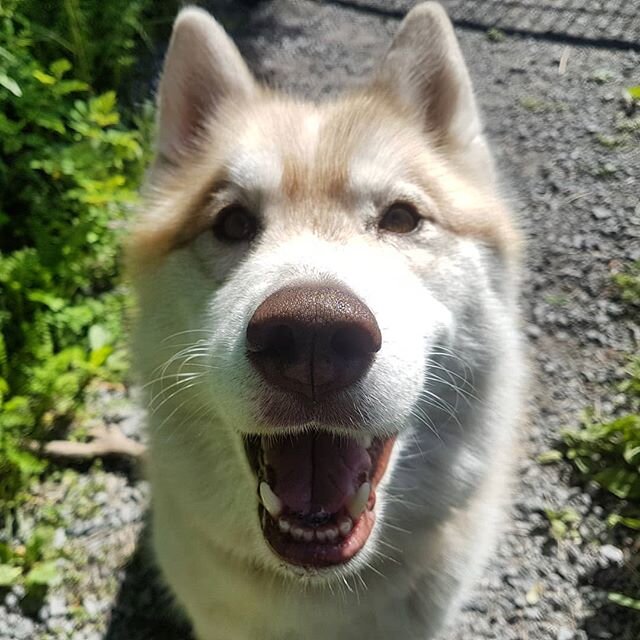 #husky #dogsoftoronto