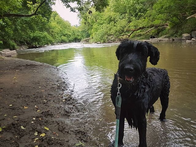 #giantschnauzer