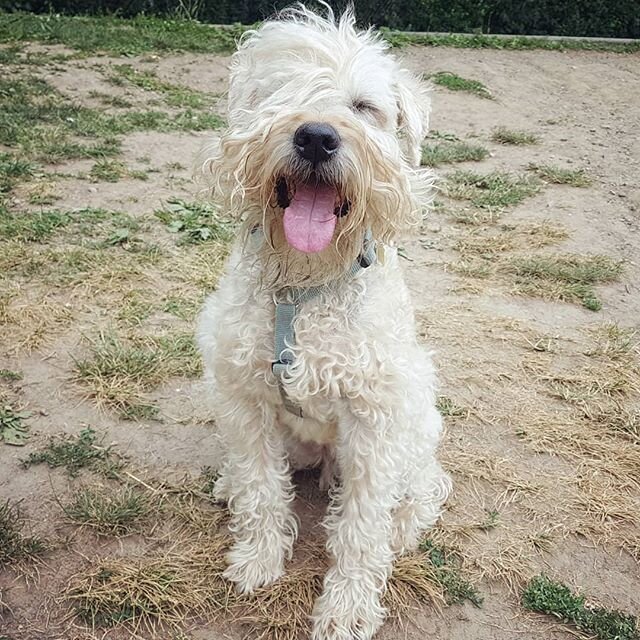 Happy girl Kiwi
#wheatenterrier #wheatensoftoronto