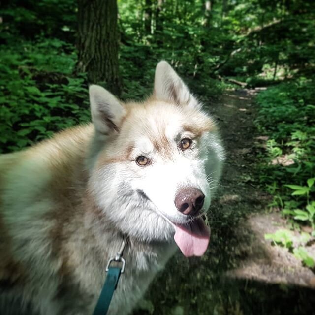 Ruby

#husky #dogstagram #dogsoftoronto