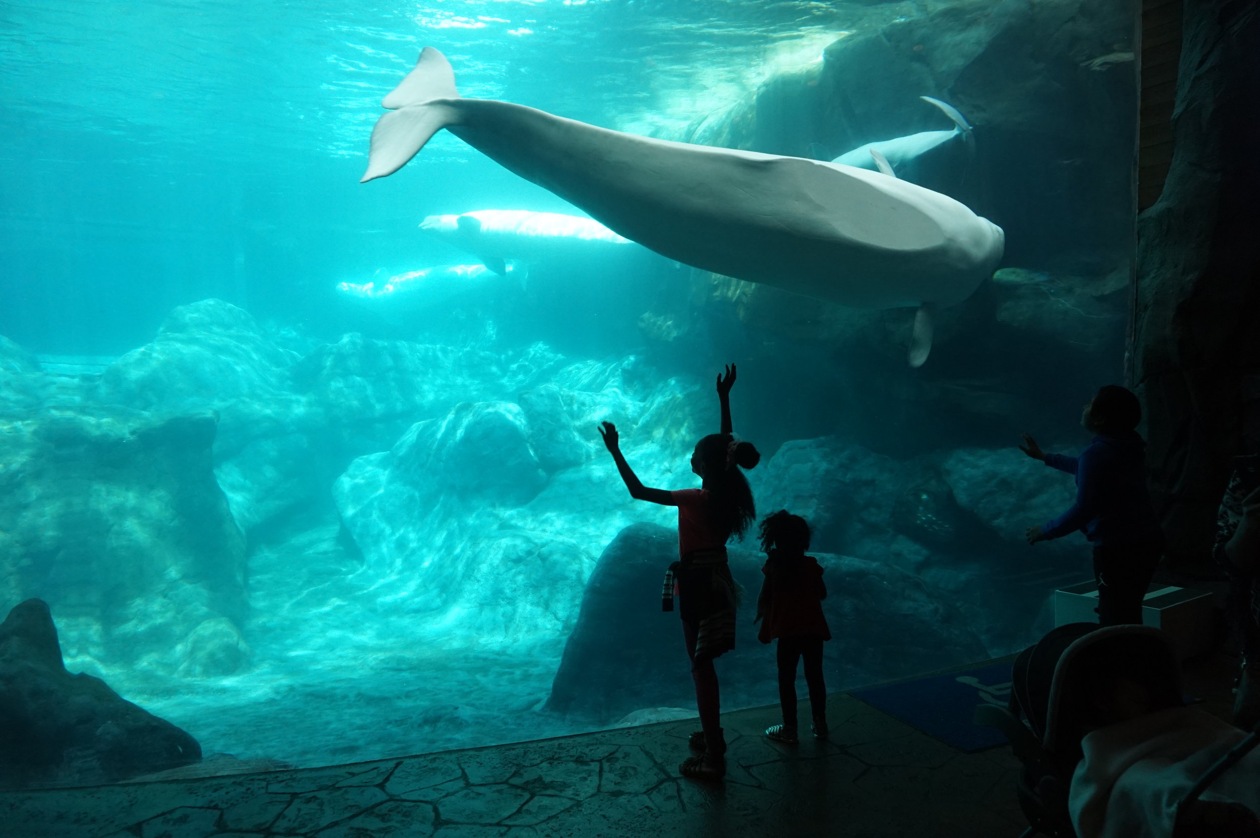 Our Trip To The Georgia Aquarium & Some Things To Know Before You Visit —  Thriller Mom