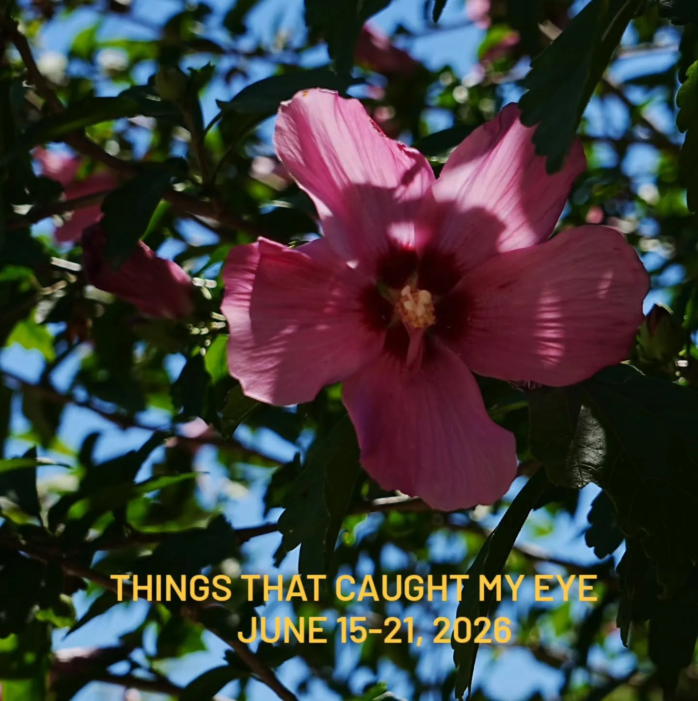 Playing with my camera helps me notice more. Like color 🌸 ...

New perspectives...

(This is the underside of a chime)

And a gentle touch.

I found this while looking through older photos. (Danville, VA)

The same chime I mentioned before.

Hair sh