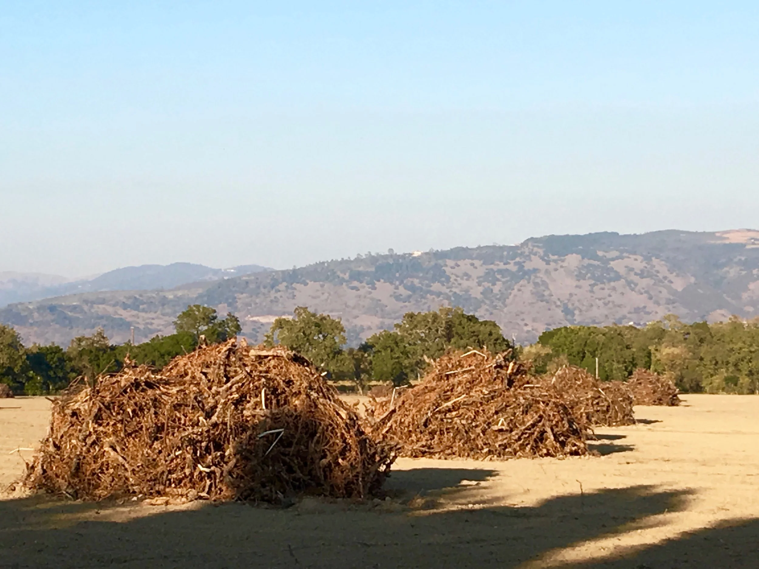  Piles of old vines on the Napa Valley floor ( Photo: Mike Casey, The 29 Napa )