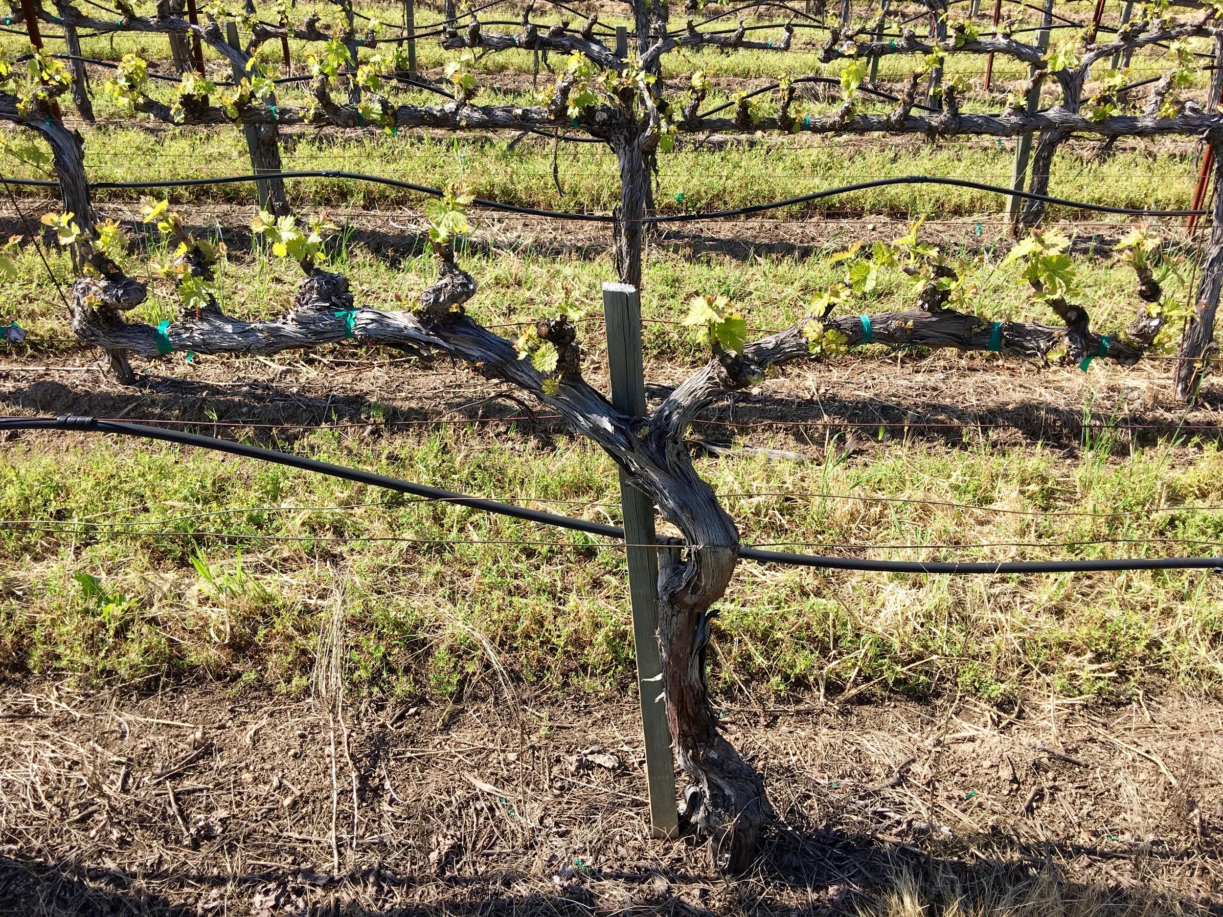 Meet "MAX" the specific vine we'll follow for season 2017 We had acres to choose from but MAX called to us with its shapely trunk and curving cordons. 