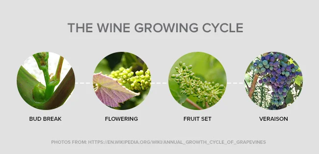 WELCOME TO VineCam The lifecycle of a vine from dormancy to harvest is amazing both from a feat of nature and the care given by vintners. We thought it would be great to choose a single vine in 2017 and follow it through the entire growth cycle from bud break to crush. A huge thank you to Blair Guthrie, winemaker at Stewart Cellars, for allowing us access all season long and sharing the process with us. 