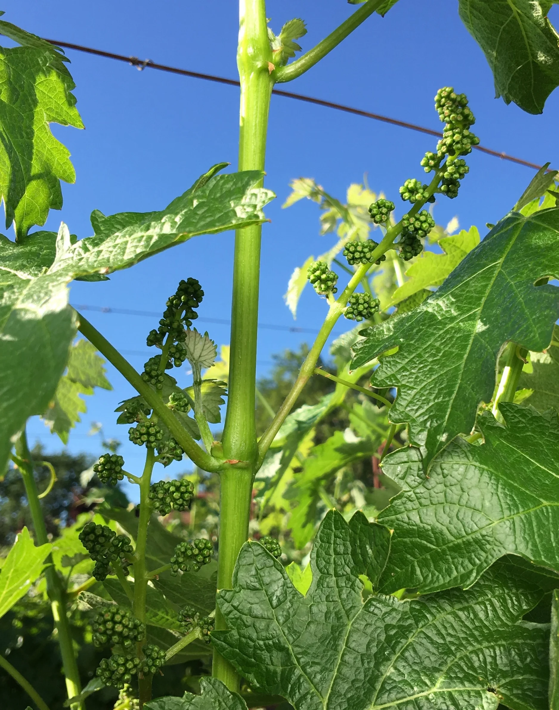 Pre-bloom clusters abound Here's a close-up of the clusters which total about 24 on the vine, 2 per shoot. With a mini heatwave last week, these clusters should start blooming within the next week or so which will then lead to fruit set of the actual grapes. We'll have more pics soon as bloom occurs. 