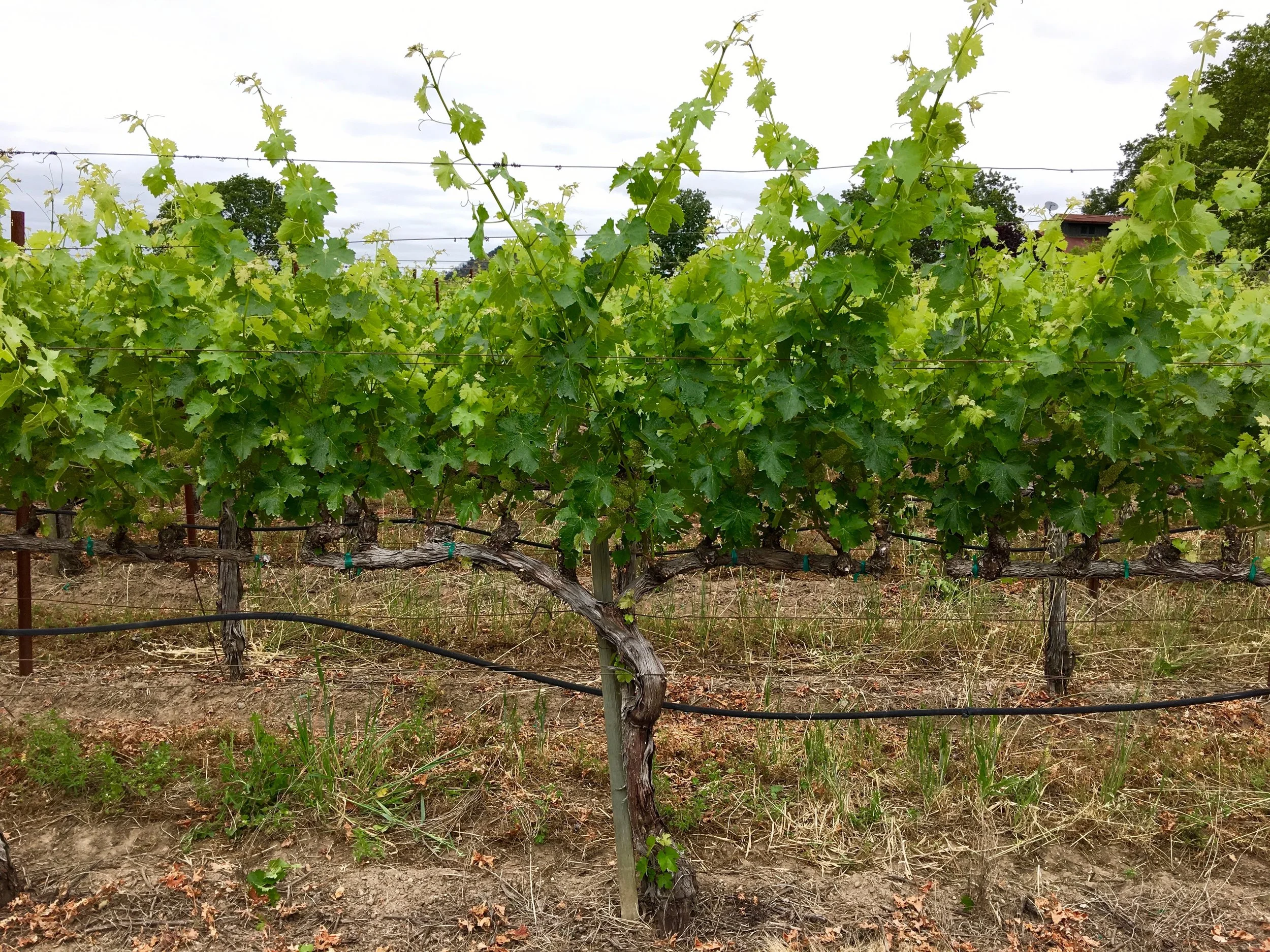PHASE 3: BLOOM // MAY 27 The vines have hit one of the most critical and fragile phases of the growth process. The tight clusters seen during Flowering have now opened to self-pollinate and create fruit (note, the cordons have now reached the top trellis wire). 