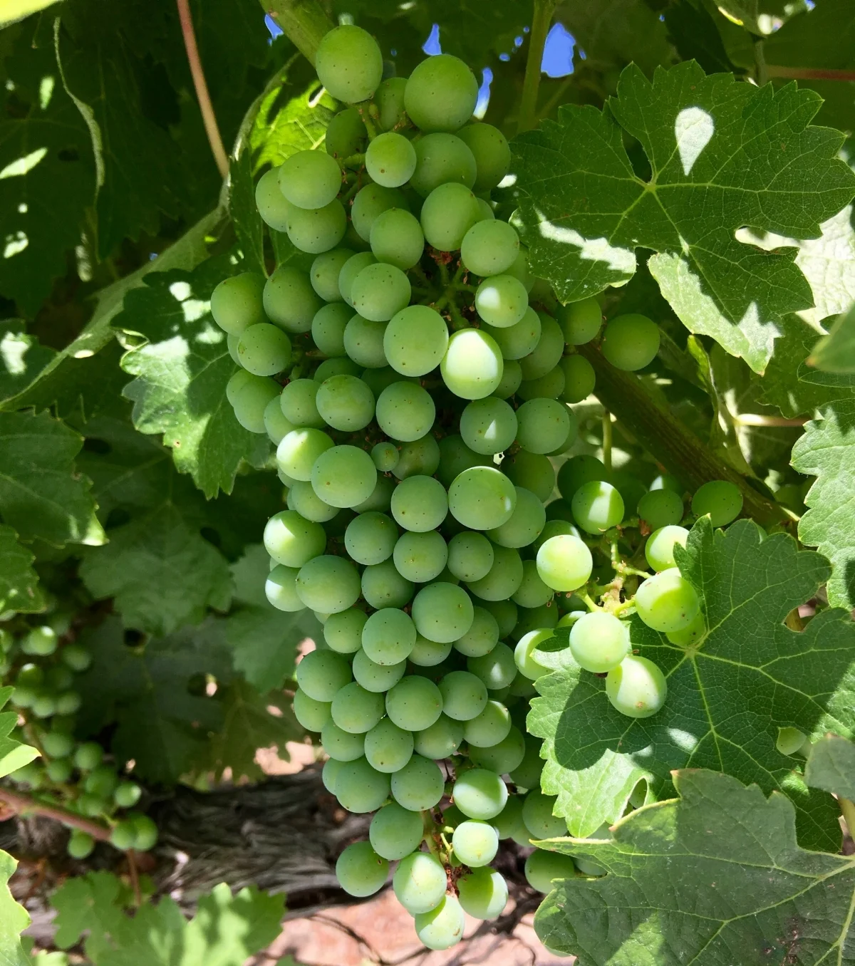 Got grapes?! Finally, the vines have what everyone has been waiting for - actual grapes! As mentioned, this is a huge milestone in avoiding shatter and getting a full crop to work with over the coming months. From here we'll see veraison next where the grapes actually ripen and turn red (these are Cabernet). As part of this process the canopy will be managed based on heat, so Blair will decide whether to thin the leaves a bit if cooler than normal temps preside and more ripening is desired. 