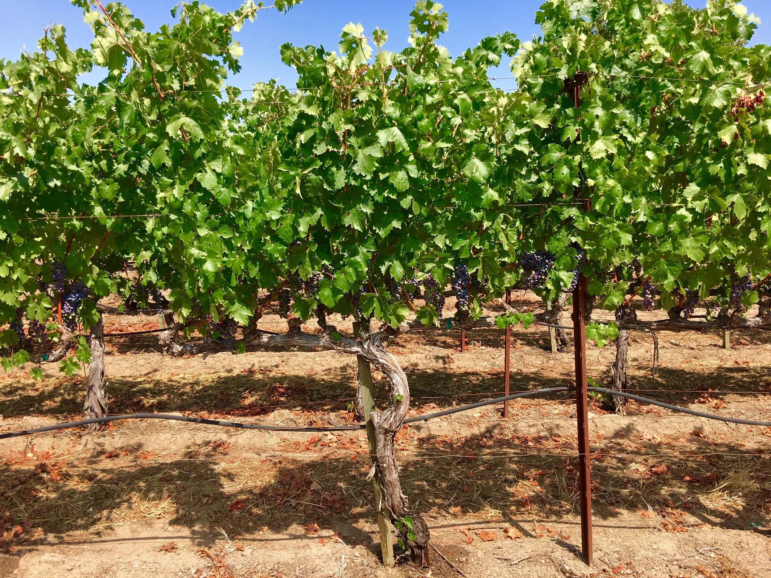 PHASE 5: VERAISON // AUG 02 MAX is finally getting to what people recognize most, those beautiful clusters of red grapes. Once fruit set is complete, it doesn't take long for the hot Napa sun to get bursts of color popping across the Valley. What's even more amazing is the variations in size and color depending on the red varietal (we'll try to capture that during harvest). 