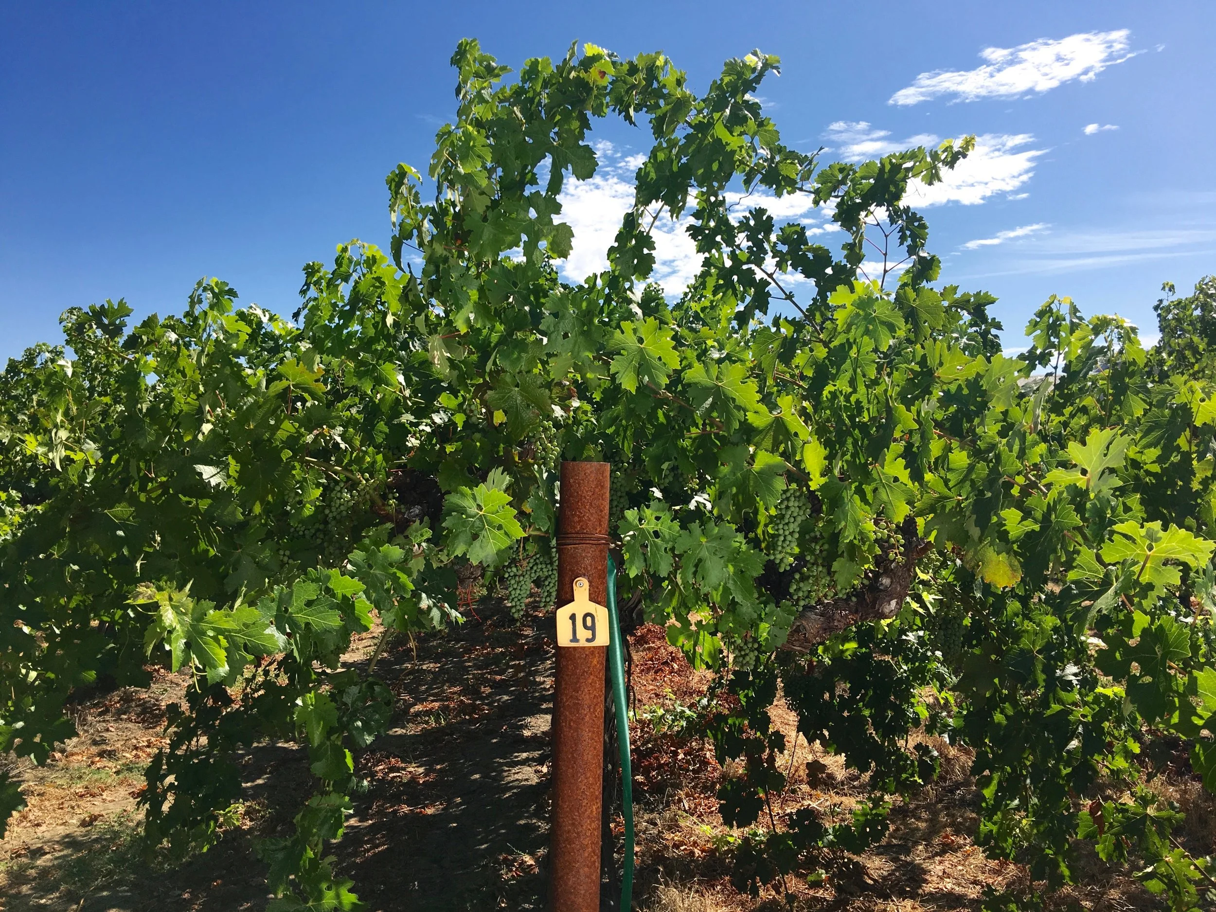 Hoopes Estate vines ( Photo: Mike Casey, The 29 Napa )