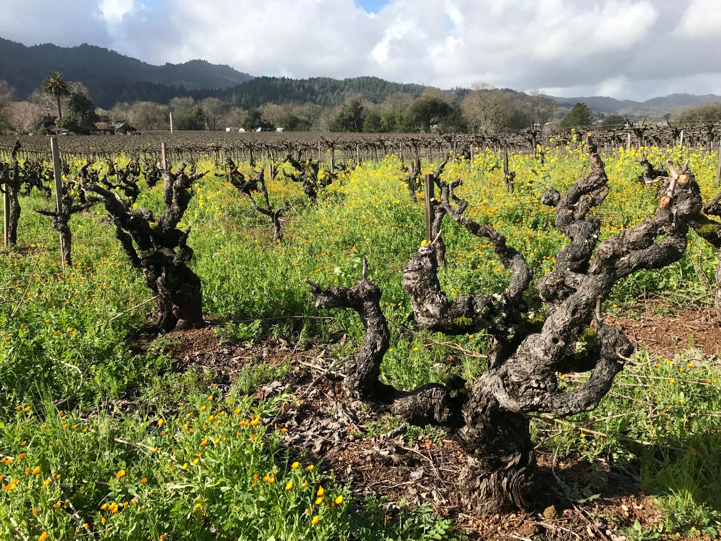 A winter view shows the vines in all their gnarly glory