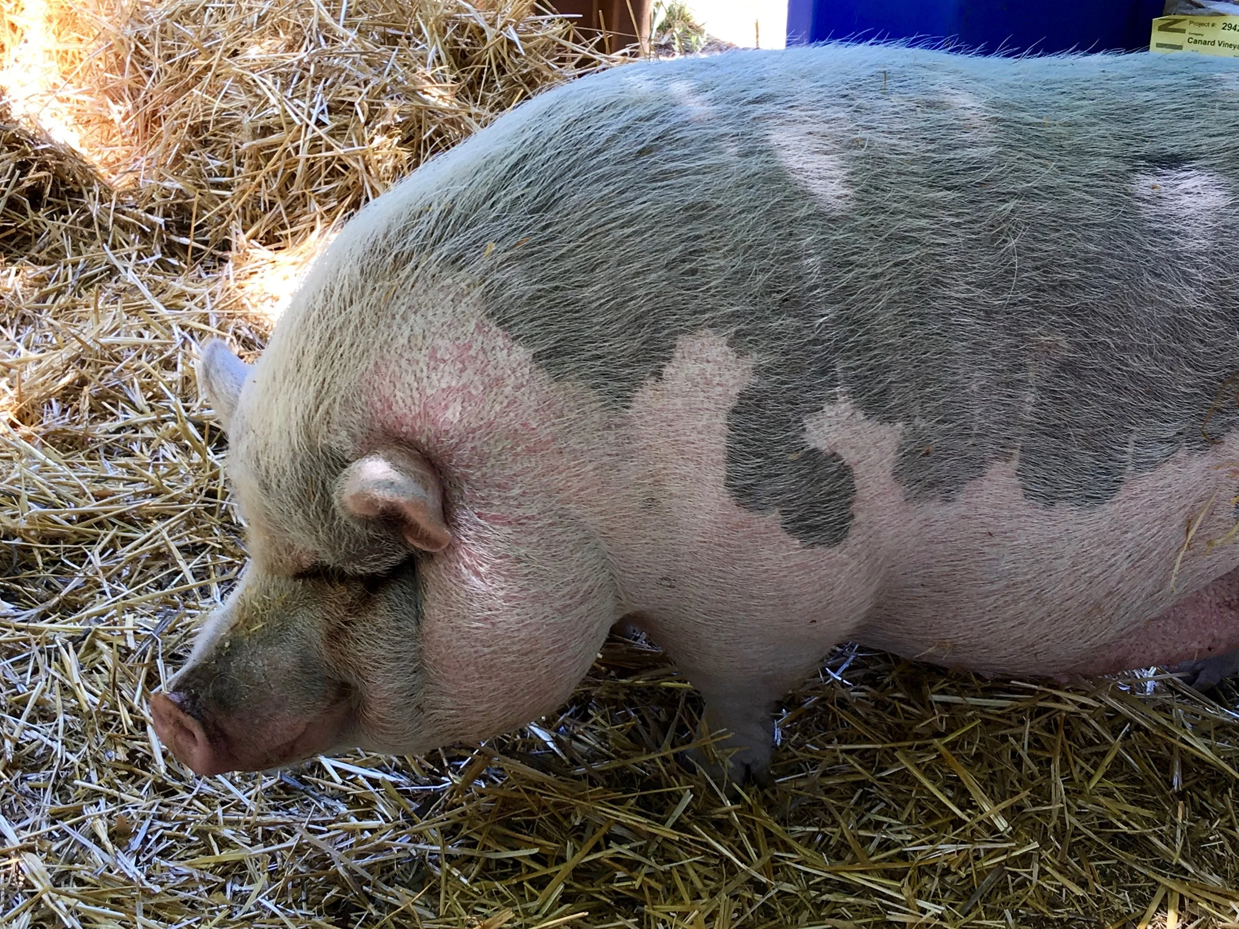 Peaches is their "petite" pet pig who loves stone fruit ( Photo: Mike Casey, The 29 Napa )