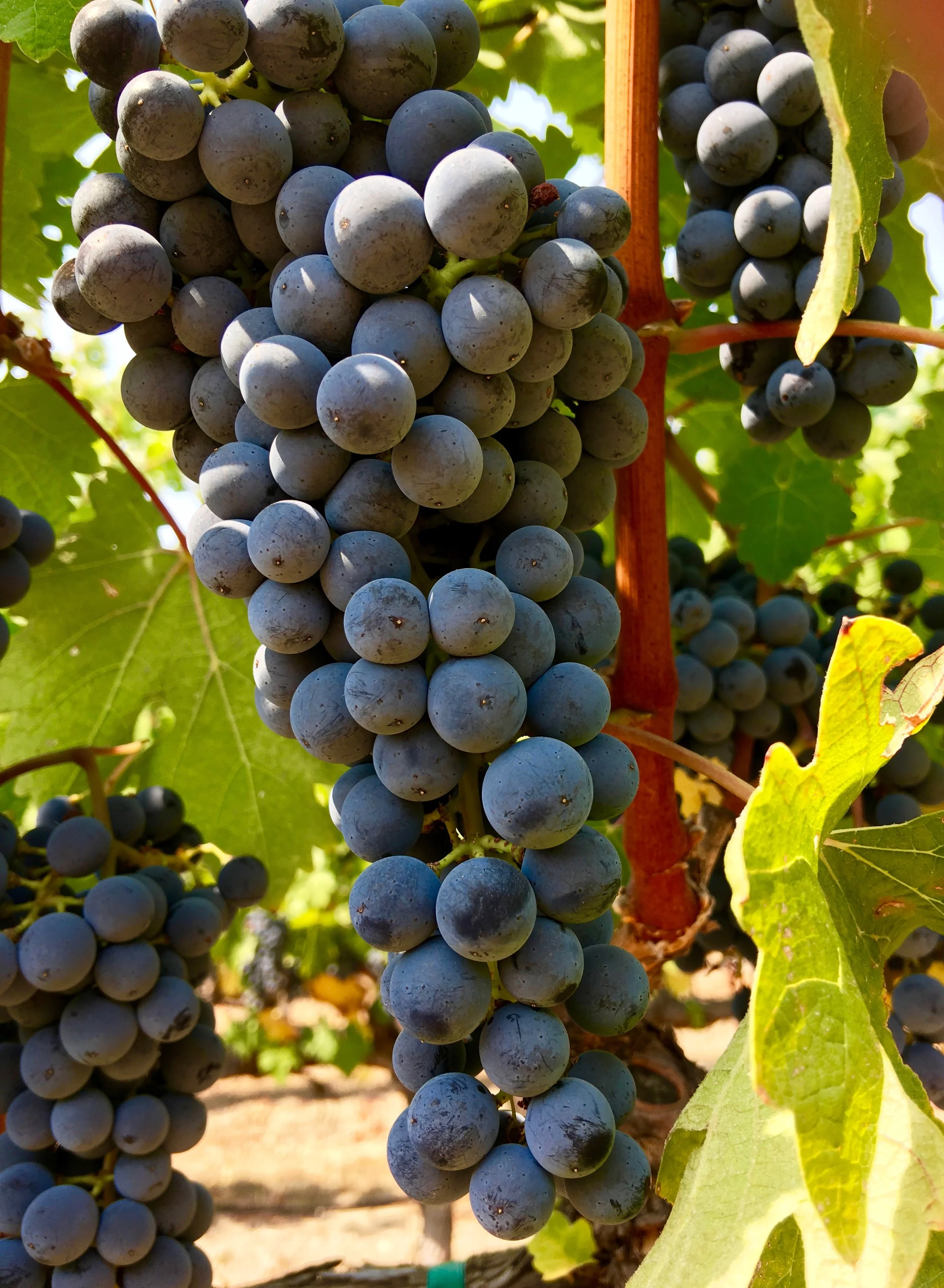 Tick-tock as these beauties finish ripening Blair Guthrie, Stewart winemaker, says the MAX is looking to be slightly low in yield than previous years, probably from the cold drop during the end of flowering. Though the vineyard is a lot more uniform this year, maybe it was the winter rains or maybe the lower crop. At this stage we are still looking at picking around the first week of OCT - stay tuned! (always subject to Mother Nature)