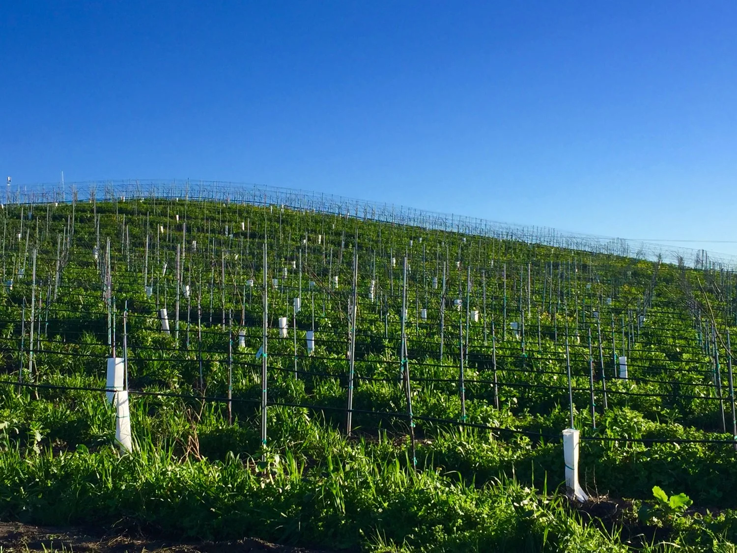  Acres of freshly planted vines hardly visible to the eye ( Photo: Mike Casey, The 29 Napa )