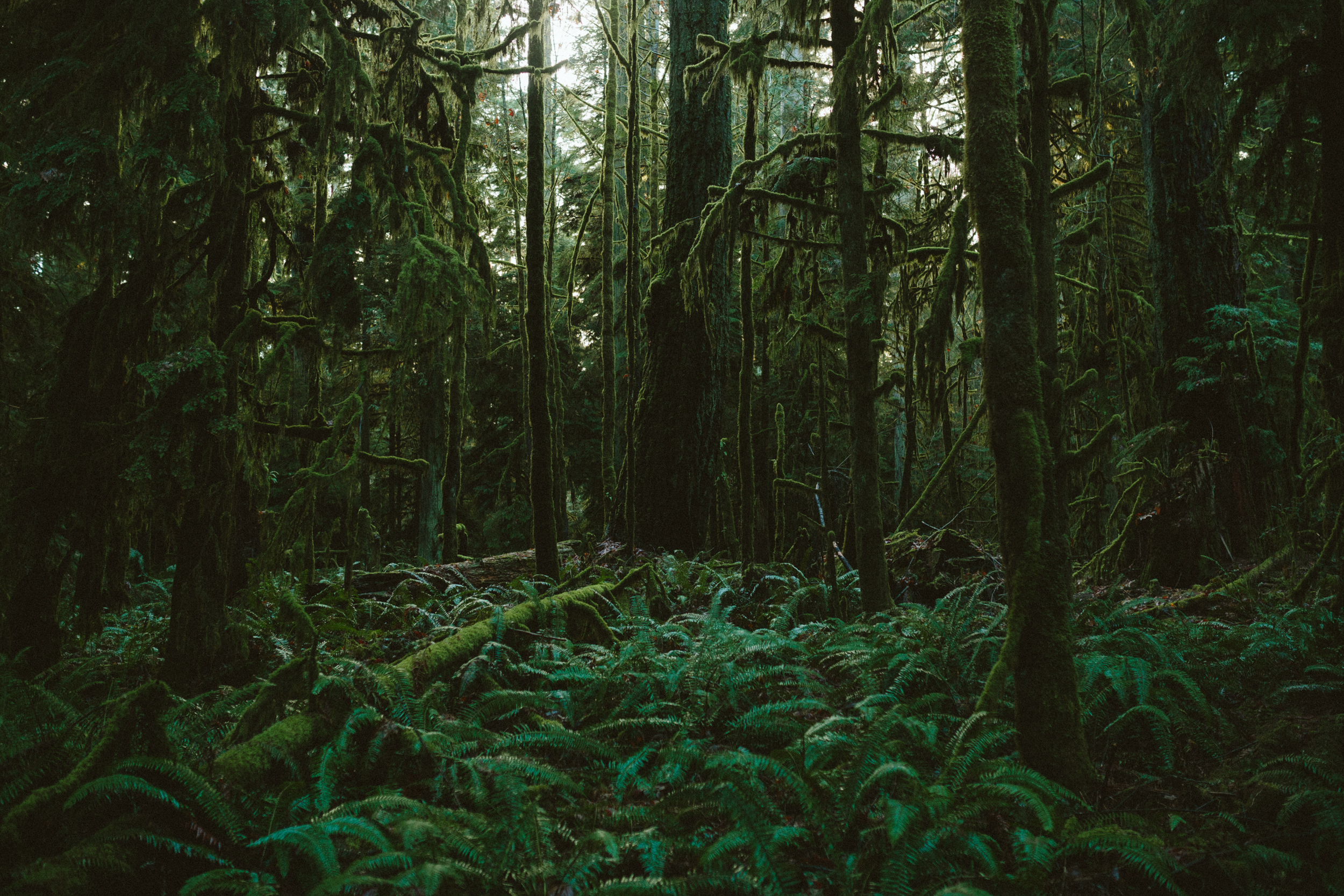 Cathedral Grove  •  Canada