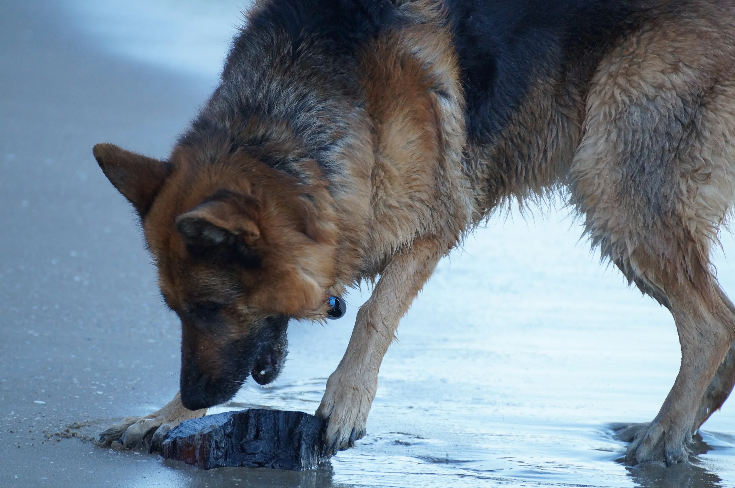 Gypsy loving the beach on holiday with Dogs Holiday Havens