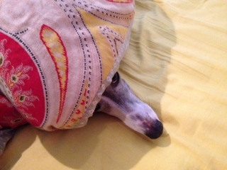 Binki keeping warm under the doona, on holiday with Sandra and Peter, June 2016