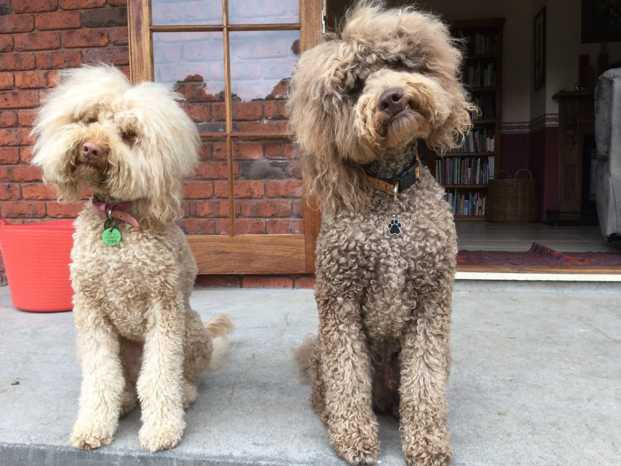 How we do it — Dogs Holiday Havens Tasmania