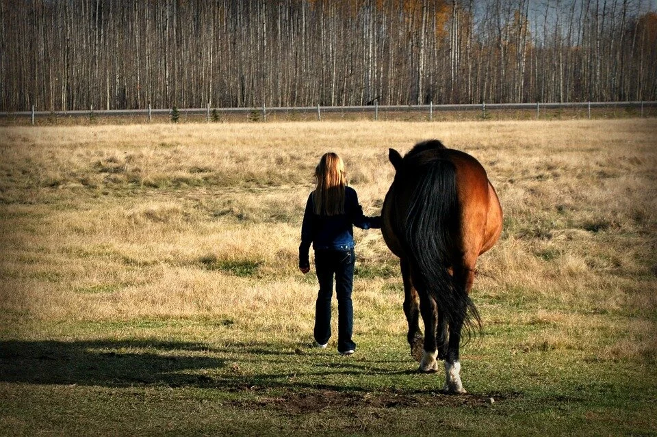 horse-1855480_960_720.jpg